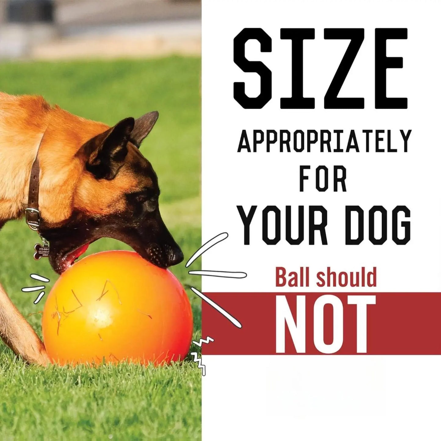 Durable 10-Inch Dog Ball for Enhanced Playtime
