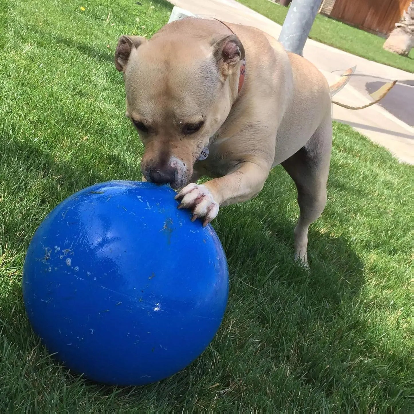 Durable 10-Inch Dog Ball for Enhanced Playtime