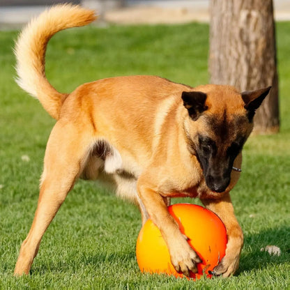 Durable 10-Inch Dog Ball for Enhanced Playtime