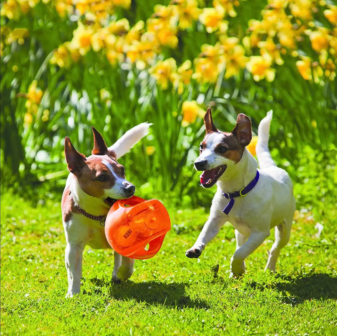 KONG Indestructible Jumbler Ball - Interactive Toy for Medium to Large Dogs, Ideal for Fetch and Outdoor Play