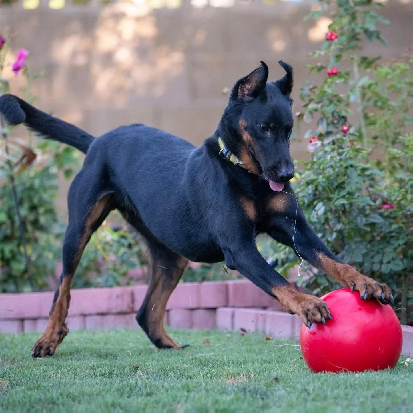 Durable 10-Inch Dog Ball for Enhanced Playtime