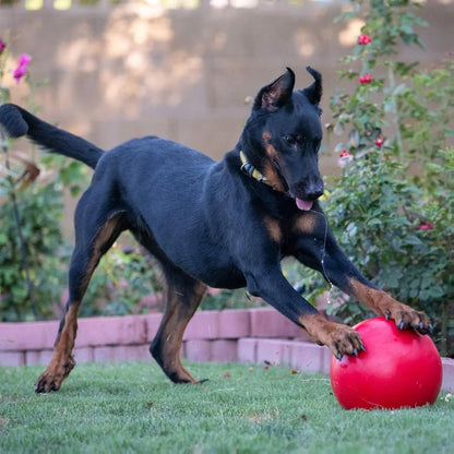 Durable 10-Inch Dog Ball for Enhanced Playtime