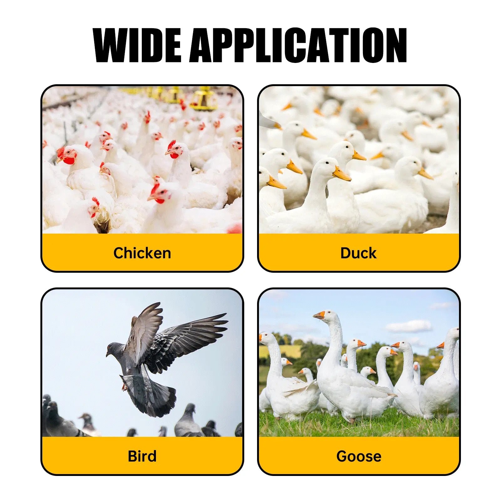 Automatic Poultry Waterer Cups | Versatile Water Feeder for Chickens, Ducks, Geese, Turkeys, and Rabbits | 5-Pack Poultry Water Feeding Kit